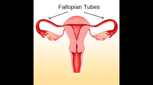What are Fallopian Tube?