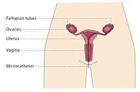 How does Fallopian tube work?